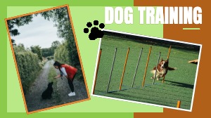 Youtube Channel Dog Training