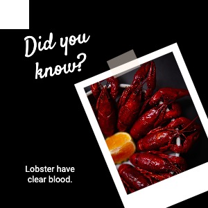 Instagram Post Lobster Food